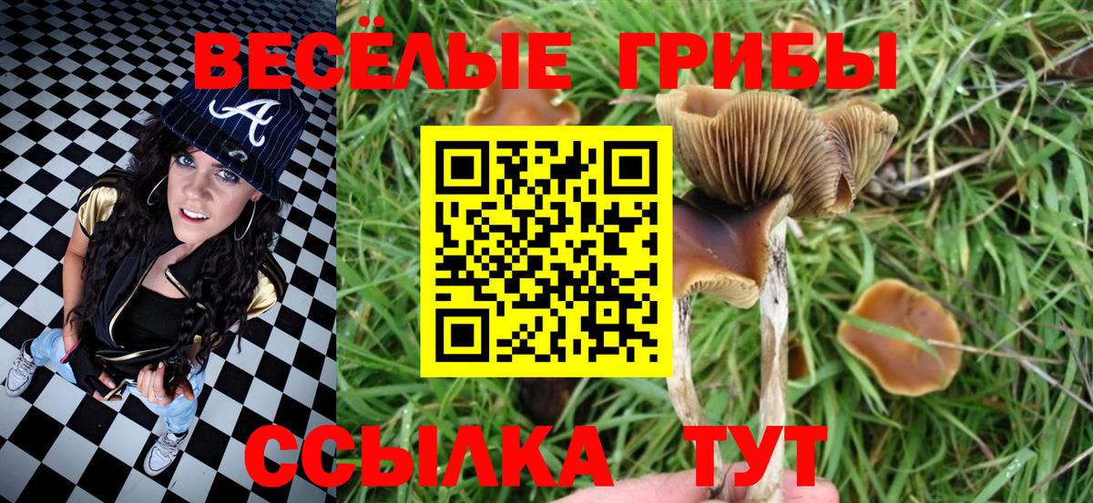 Псилоцибиновые грибы Psilocybine cubensis Гудермес